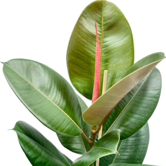 Ficus elastica Robusta