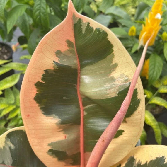 Ficus elastica 'Tineke'