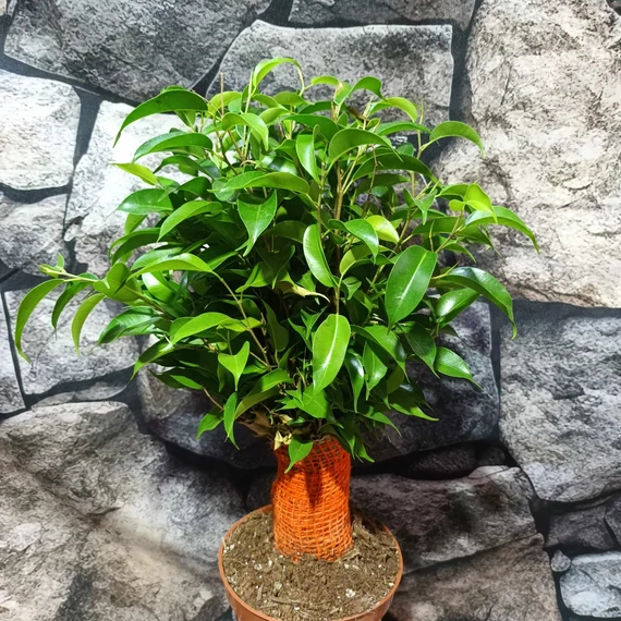 Ficus Benjamina 'Natasja' leértékelt, esztétikai hibás