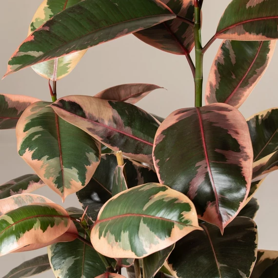 Ficus elastica Belize