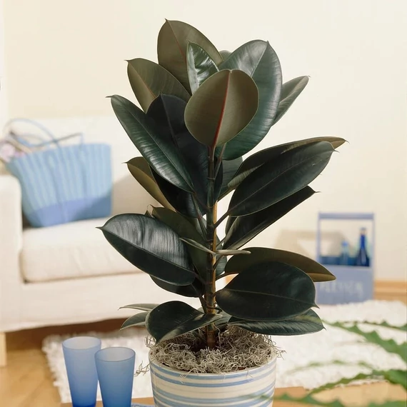 Ficus Elastica 'Abidjan'