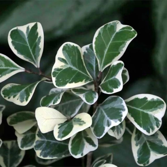 Ficus triangularis 'Sweetheart'