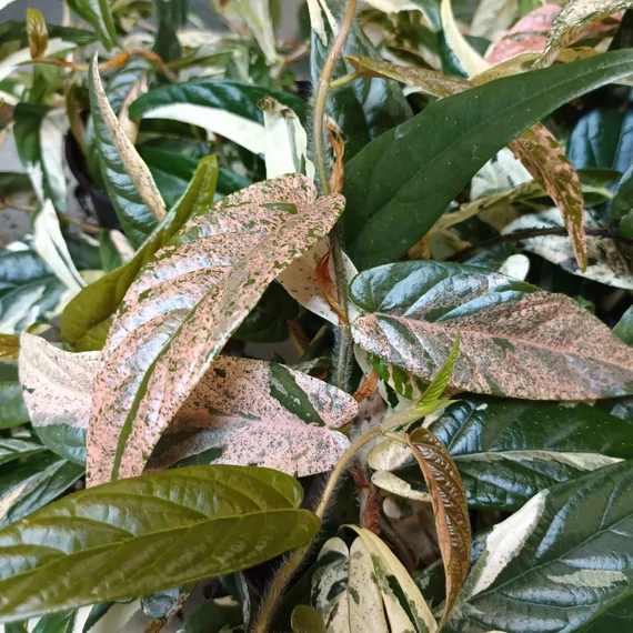Ficus sagittata 'Pink Variegata'