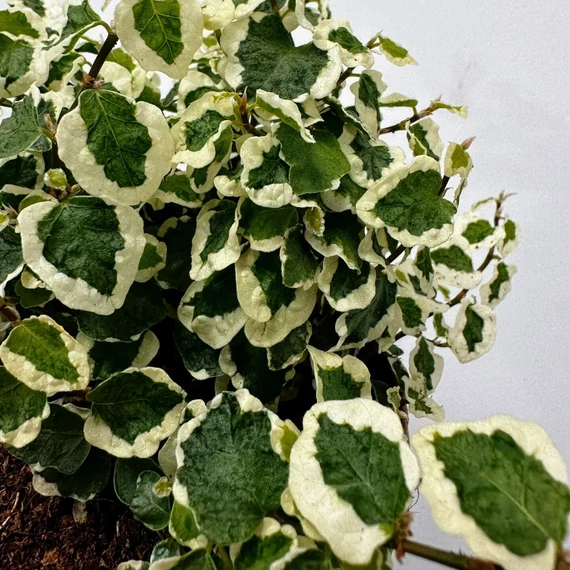 Ficus pumila white Sunny