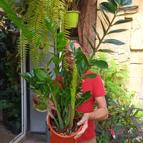 Zamioculcas zamiifolia nagy