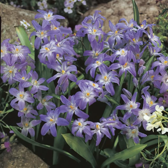 Chionodoxa luciliae