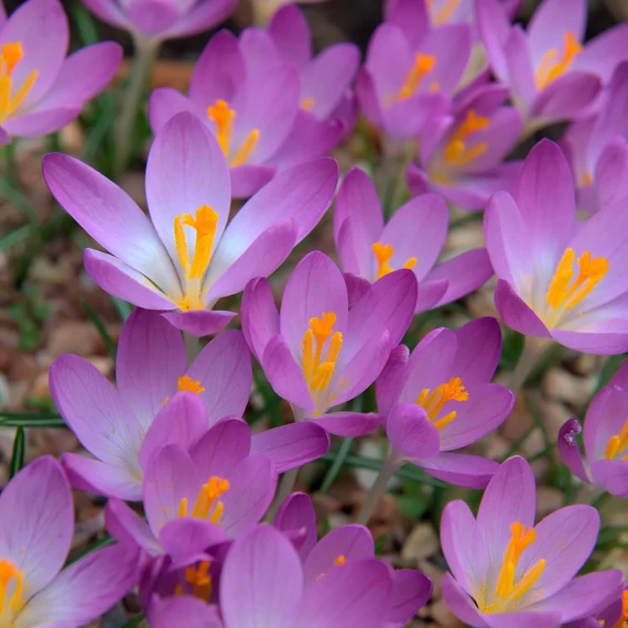 Crocus Tommasinianus
