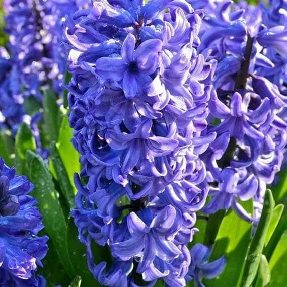 Hyacinthus Orientalis világos lila