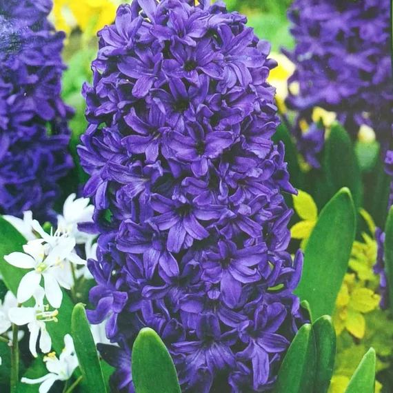 Hyacinthus Orientalis sötét lila