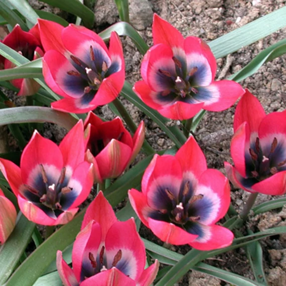 Tulipa 'Little Beauty'