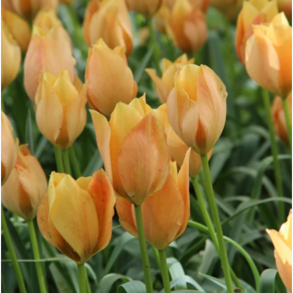 Tulipa batalinii