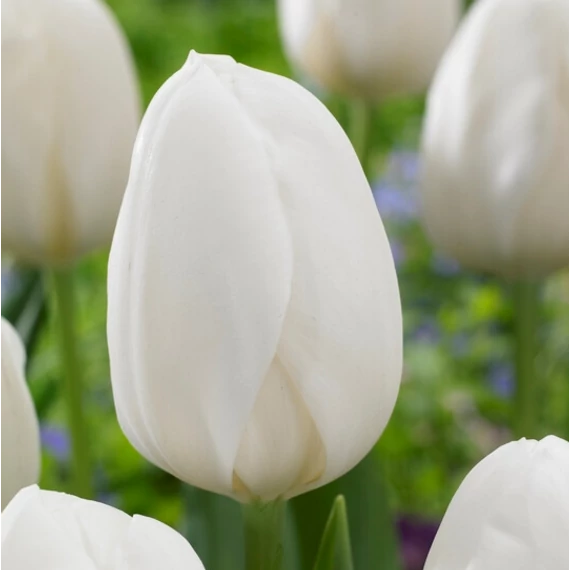 Tulipa Single Early