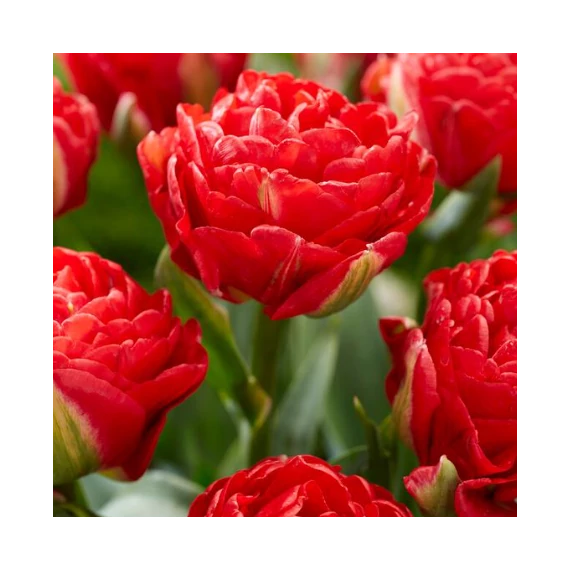 Tulipa Double Early