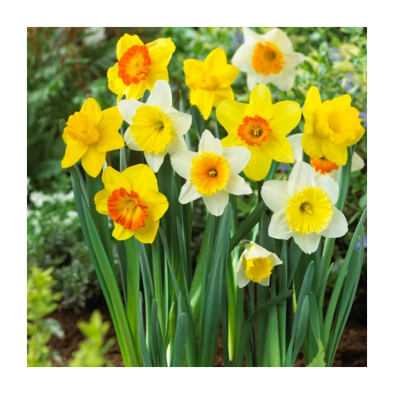 Narcissus Large-Cupped mixed