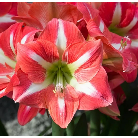 Hippeastrum - Amarillisz Exotic striped,  1-2 virágszálas
