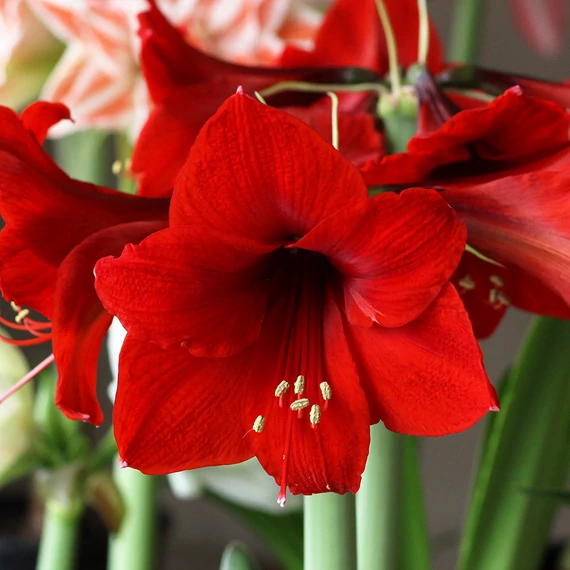 Hippeastrum - Amarillisz Royal Red, levirágzott