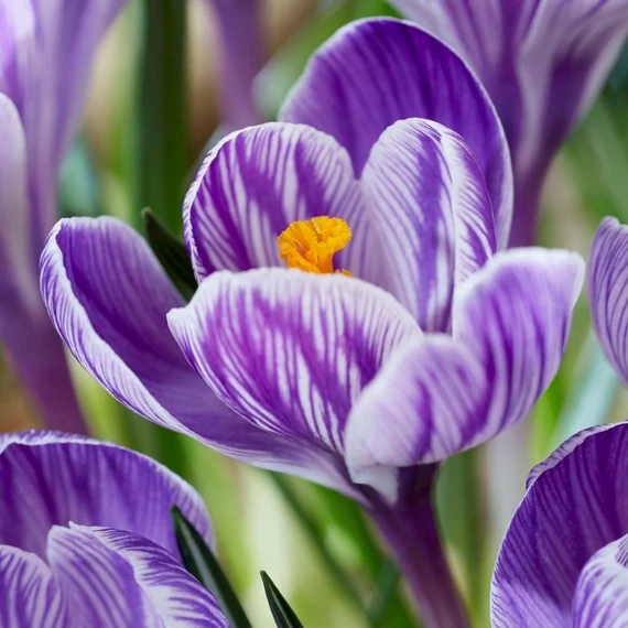 Crocus Pickwick