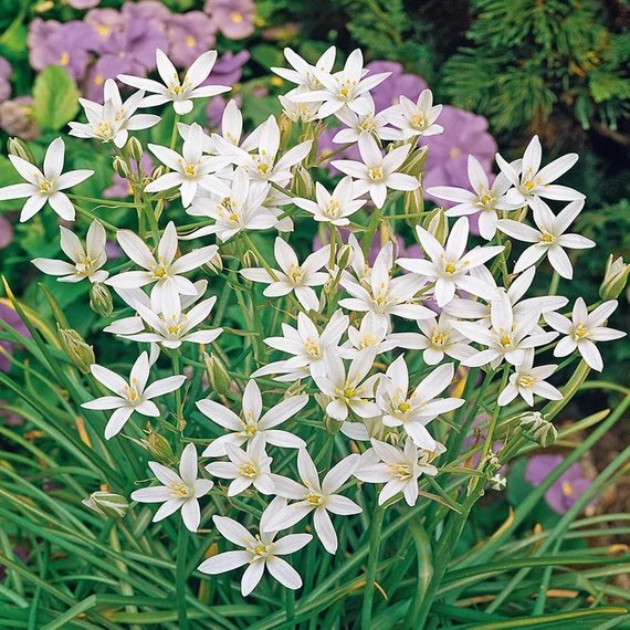 Ornithogalum umbellatum