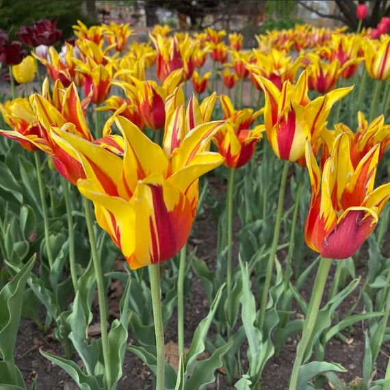 Tulipa Lily Flowering