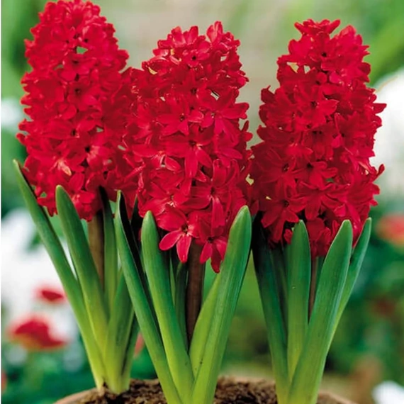 Hyacinthus Red