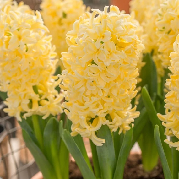 Hyacinthus Yellow