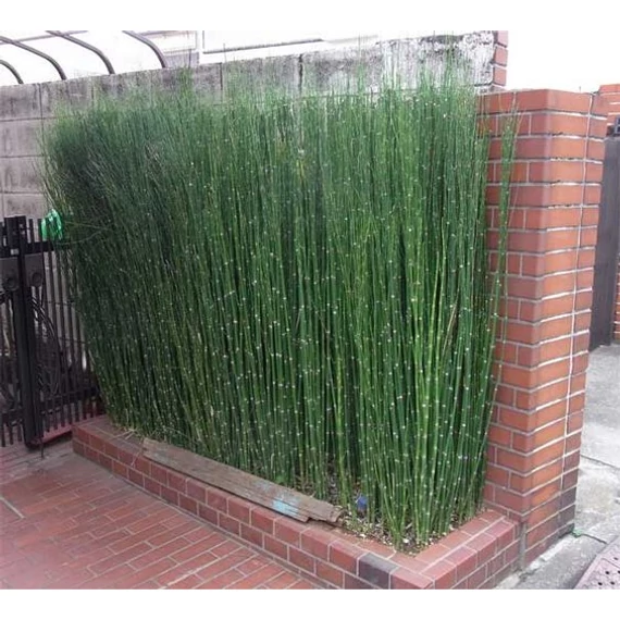 Equisetum hyemale Robustum - téli zsurló