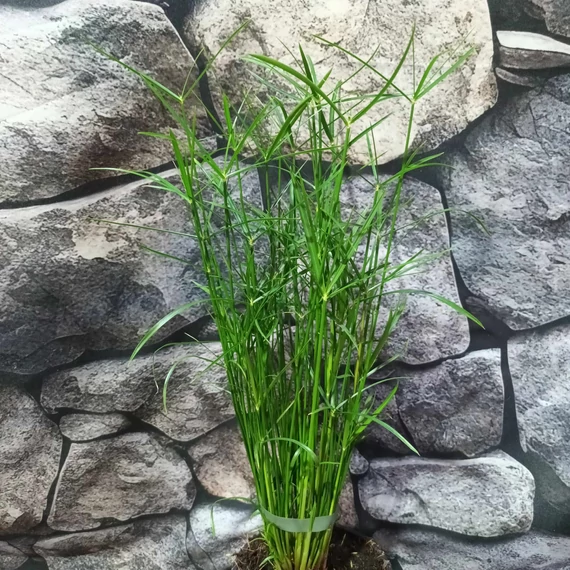 Cyperus 'Jela' - Palka/vízipálma