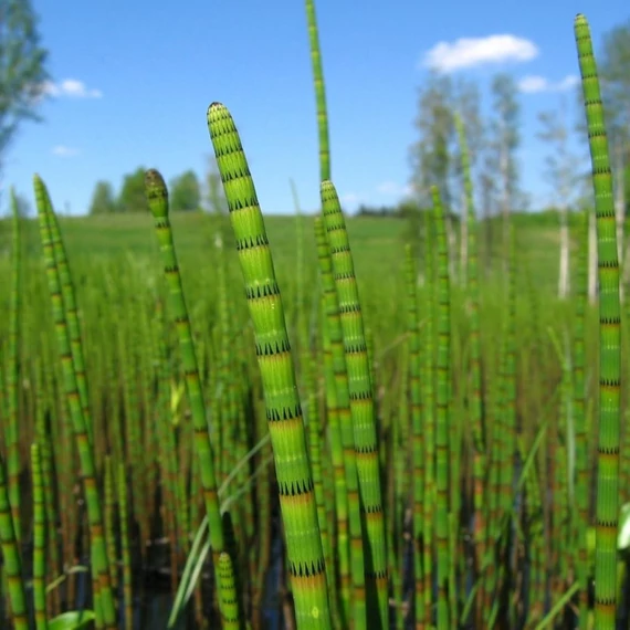 Equisetum fluviatile - iszapzsurló