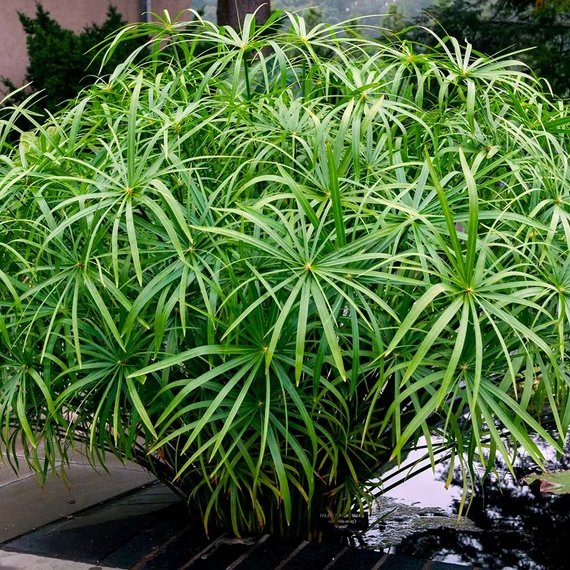 Cyperus 'Gracilis'