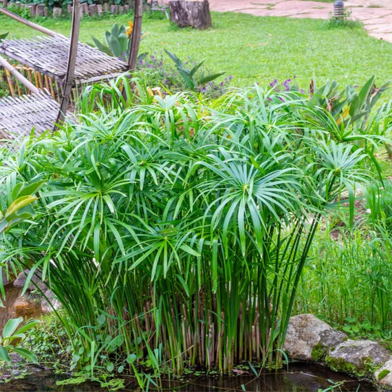 Cyperus alternifolius nagy vízipálma
