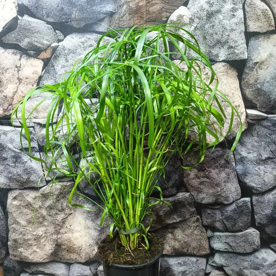 Cyperus alternifolius - vízipálma