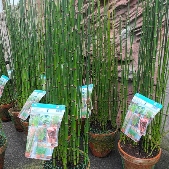 Equisetum hyemale / Téli zsurló