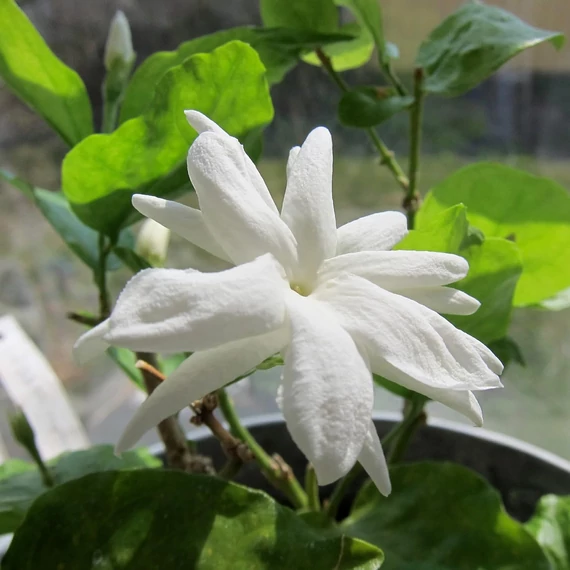 Jasminum sambac - Arab jázmin