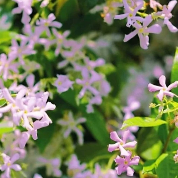 Trachelospermum jasminoides 'Star of Sicily' Rose