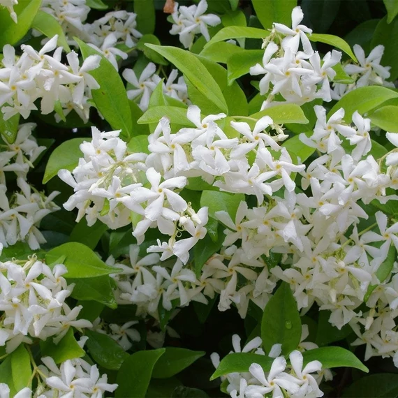 Trachelospermum jasminoides,  fehér virágú, illatos csillagjázmin