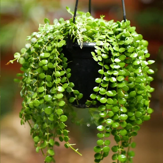 Dischidia Nummularia