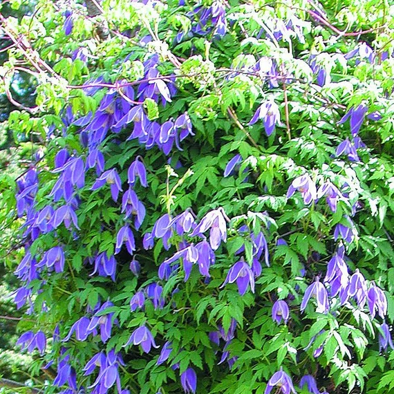 Clematis alpina