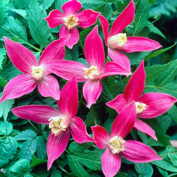 Clematis alpina "Ruby