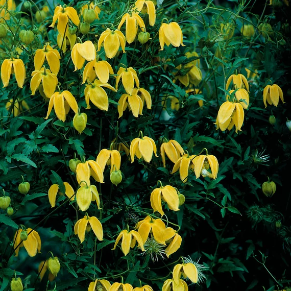 Clematis tibetana tangutica - sárga Mongol iszalag