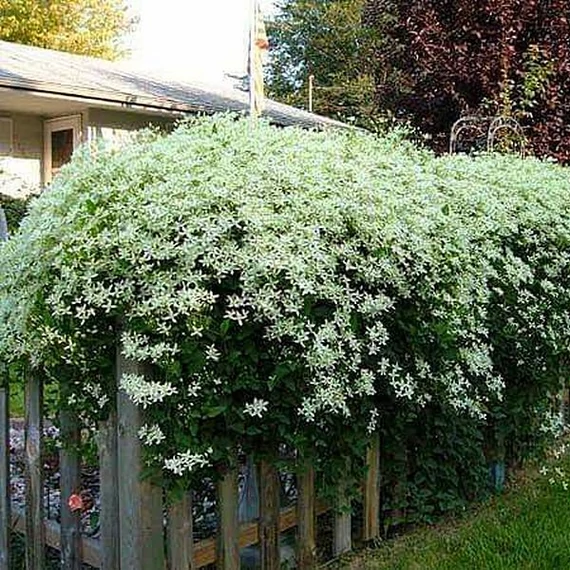 Clematis vitalba – erdei iszalag