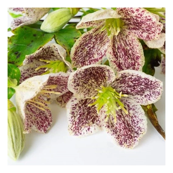 Clematis cirrhosa var. purpurascens 'Freckles'