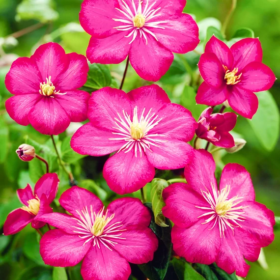 Clematis patens 'Ville de Lyon'