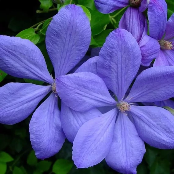 Clematis 'Mrs Cholmondeley'