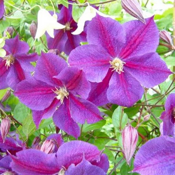 Clematis 'Star of India'