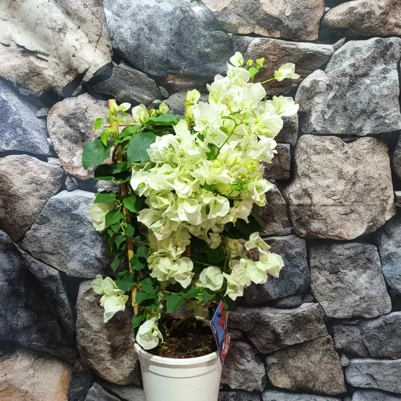 Bougainvillea fehér