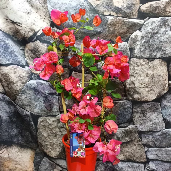 Bougainvillea piros