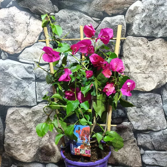 Bougainvillea lila, jelenleg virág nélkül