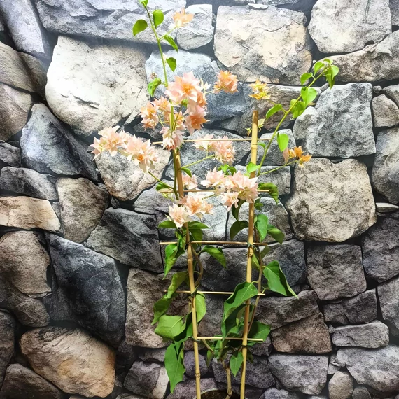 Bougainvillea Aussi Gold, jelenleg virág nélkül
