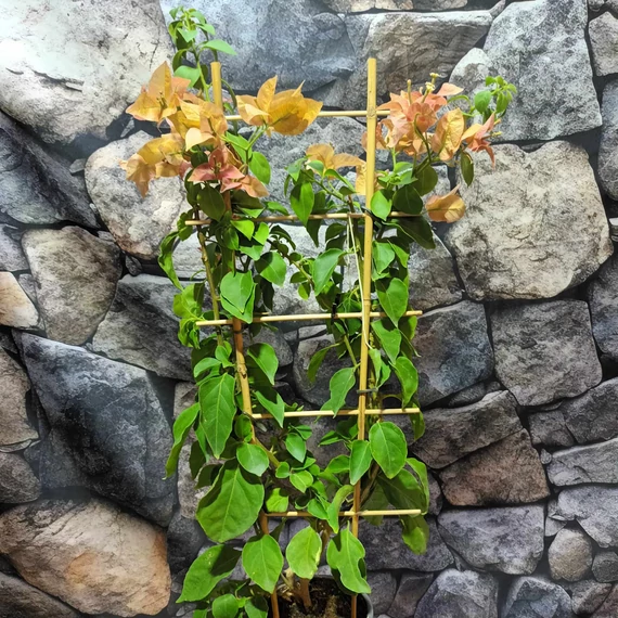 Bougainvillea Bois De Rose, jelenleg virág nélkül