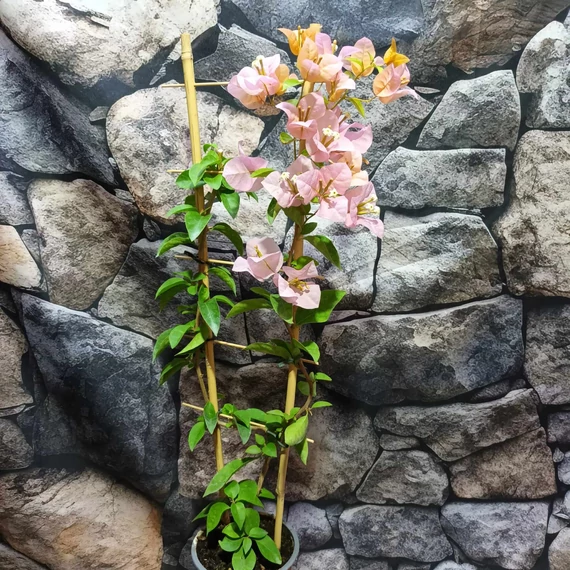 Bougainvillea Rozenka, jelenleg virág nélkül